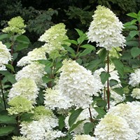 Hydrangea 'Magical Materhorn' - 15L Pot