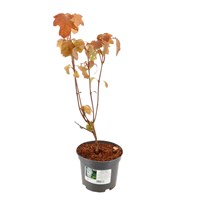 Hydrangea 'Snowflake' - 5L Pot