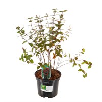Hypericum 'Miracle 'Wonder' - 5L Pot