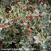 Ilex Aquifolium 'Handsworth New Silver' - 4L Pot