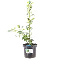 Ilex Aquifolium 'J. C. Van Tol' - 4L Pot