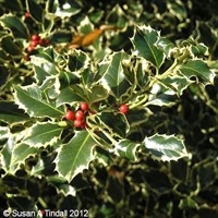 Ilex 'Argenteomarginata' - 4L Pot