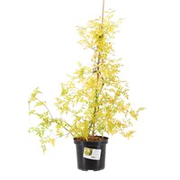 Jasminum 'Fiona Sunrise' - 4L Pot