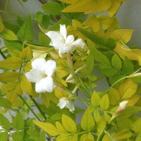 Jasminum 'Sunbeam' - 3L Pot