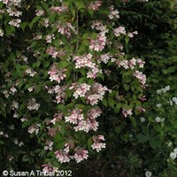 Kolkwitzia Pink Cloud - 4L Pot