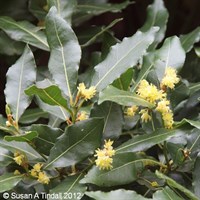 Laurus Nobilis - 3L Pot