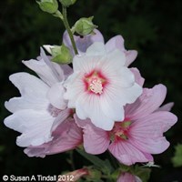 Lavatera 'Barnsley' - 4L Pot