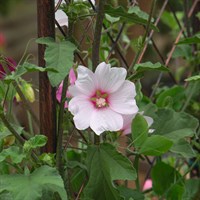 Lavatera 'Silver Barnsley' - 4L Pot