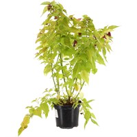 Leycesteria 'Golden Lanterns' - 4L Pot