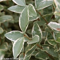 Ligustrum 'Argenteum' - 7.5L Pot