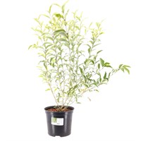Ligustrum 'Colombine' - 7.5L Pot