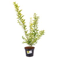 Ligustrum Ovalifolium - 3L Pot