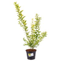 Ligustrum Ovalifolium Aureum - 4L Pot