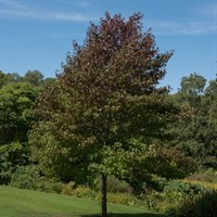 Liquidamber Worplesdon - 10L Pot