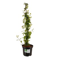 Lonicera 'Mint Crisp' - 3L Pot