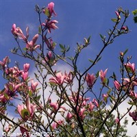 Magnolia Betty - 7.5L Pot