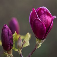 Magnolia 'Genie' - 7.5L Pot