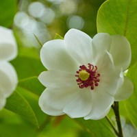 Magnolia Sieboldii - 4L Pot