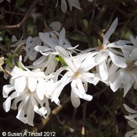 Magnolia Stellata 'Waterlily' - 5L Pot