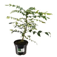Mahonia japonica - 4L Pot