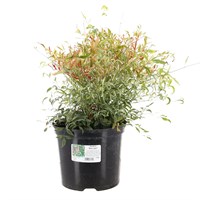 Nandina Domestica 'Red Light' - 7.5L Pot