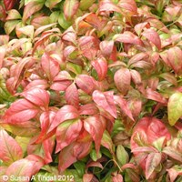 Nandina Firepower' - 3L Pot