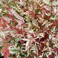 Nandina 'Twilight' - 3L Pot