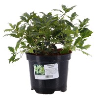 Osmanthus 'Goshiki' - 4L Pot