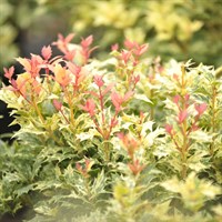 Osmanthus 'Tricolor' - 5L Pot
