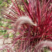 Pennisetum 'Cherry Sparkler' - 2L Pot