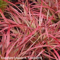Pennisetum 'Fireworks' - 2L Pot