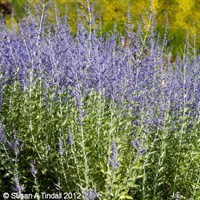 Perovskia Blue Spire - 3L Pot