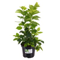 Philadelphus Coronarius Aureus - 7.5L Pot