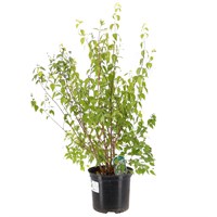 Philadelphus Lemoinei - 7.5L Pot