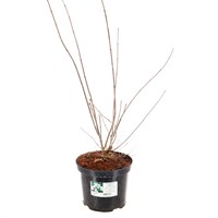 Philadelphus Virginal - 4L Pot
