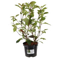 Photinia Fraseri Red Robin - 4L Pot