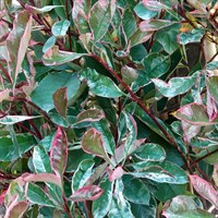 Photinia 'Louise' - 4L Pot