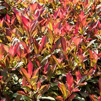 Photinia 'Mandarino' - 7.5L Pot