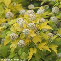 Physocarpus 'Darts Gold' - 4L Pot