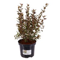 Physocarpus Magical Sweet Cherry Tea - 4L Pot