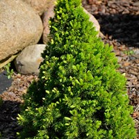 Picea Conica - 3L Pot
