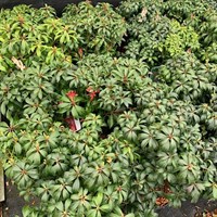 Pieris Bonfire - 7.5L Pot