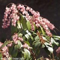Pieris 'Katsura' - 7.5L Pot