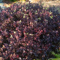 Pittosporum Dark Diva - 7.5L Pot
