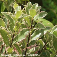 Pittosporum 'Elizabeth' - 7.5L Pot