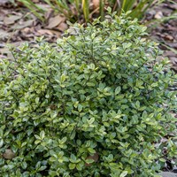 Pittosporum 'Pom Pom' - 3L Pot