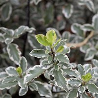 Pittosporum 'Variegatum' - 7.5L Pot