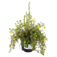 Potentilla Frut. 'Bella Lindsey' - 3L Pot