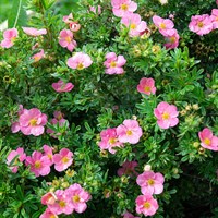 Potentilla Frut. 'Bellissima' - 3L Pot