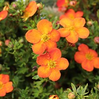 Potentilla 'Hopleys Orange' - 3L Pot